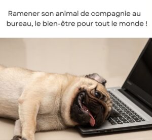 Visuel d'un chien avec le texte "Ramener son animal de compagnie au bureau, le bien-être pour tout le monde!"